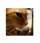 猫の思ってること（個別スタンプ：4）