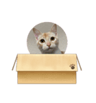 きなこともなか（個別スタンプ：6）