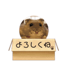うちのハムスター ごはんさん（個別スタンプ：1）