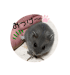 うちのハムスター ごはんさん（個別スタンプ：6）