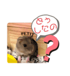 うちのハムスター ごはんさん（個別スタンプ：7）