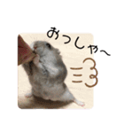 うちのハムスター ごはんさん（個別スタンプ：9）