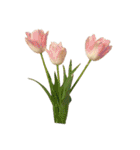 pictures  flowers  cake  bread（個別スタンプ：8）