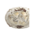pictures  flowers  cake  bread（個別スタンプ：13）