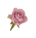 pictures  flowers  cake  bread（個別スタンプ：24）