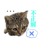 ひまにゃん11（個別スタンプ：5）