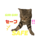 ひまにゃん11（個別スタンプ：8）