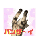 ひまにゃん11（個別スタンプ：10）