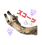 ひまにゃん11（個別スタンプ：11）