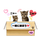 ひまにゃん11（個別スタンプ：15）