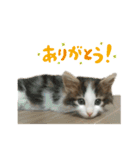 凛ちゃん＊日常会話（個別スタンプ：1）
