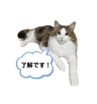 凛ちゃん＊日常会話（個別スタンプ：4）