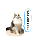 凛ちゃん＊日常会話（個別スタンプ：6）