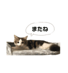 凛ちゃん＊日常会話（個別スタンプ：11）