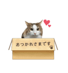 凛ちゃん＊日常会話（個別スタンプ：12）