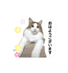 凛ちゃん＊日常会話（個別スタンプ：13）