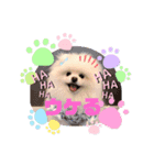 飼い主によるしじみのスタンプ（個別スタンプ：1）