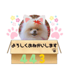 飼い主によるしじみのスタンプ（個別スタンプ：6）