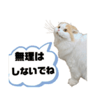 スコニャのつぶやき（個別スタンプ：28）