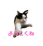 17.あかまる（個別スタンプ：3）