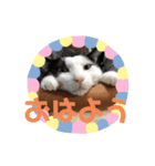 17.あかまる（個別スタンプ：5）