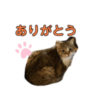 とむとべるのスタンプ（個別スタンプ：1）