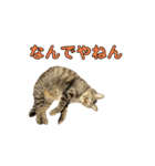 とむとべるのスタンプ（個別スタンプ：3）