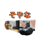 とむとべるのスタンプ（個別スタンプ：7）