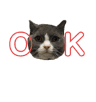犬猫三昧（個別スタンプ：1）