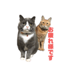 犬猫三昧（個別スタンプ：2）