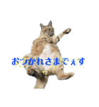 犬猫三昧（個別スタンプ：3）