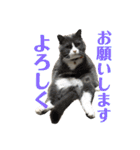 犬猫三昧（個別スタンプ：4）