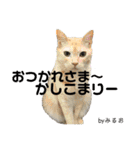 犬猫三昧（個別スタンプ：5）