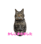 犬猫三昧（個別スタンプ：8）