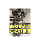 犬猫三昧（個別スタンプ：9）