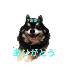 犬猫三昧（個別スタンプ：10）