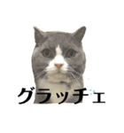 犬猫三昧（個別スタンプ：11）