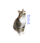 犬猫三昧（個別スタンプ：12）