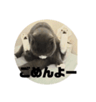 犬猫三昧（個別スタンプ：13）