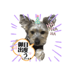 犬猫三昧（個別スタンプ：14）