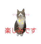 犬猫三昧（個別スタンプ：15）