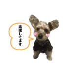 犬猫三昧（個別スタンプ：16）