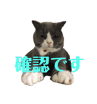 犬猫三昧（個別スタンプ：18）
