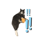 犬猫三昧（個別スタンプ：22）