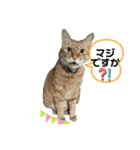 犬猫三昧（個別スタンプ：23）