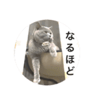 犬猫三昧（個別スタンプ：24）