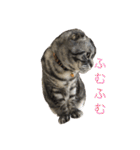 犬猫三昧（個別スタンプ：25）