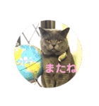犬猫三昧（個別スタンプ：26）