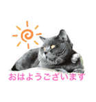 犬猫三昧（個別スタンプ：28）