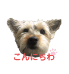 犬猫三昧（個別スタンプ：31）